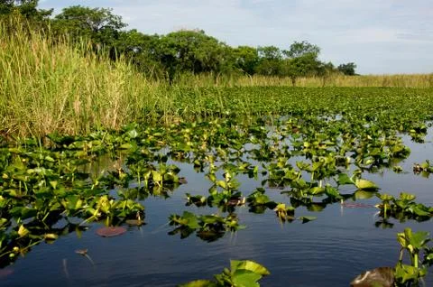 Florida Everglades Foto stock