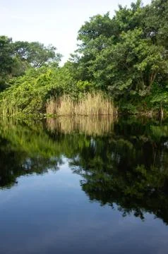 Florida Everglades Stock Photos
