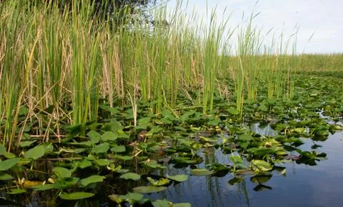 Florida Everglades Stock Photos