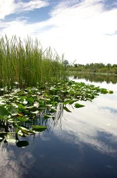 Florida Everglades Foto stock