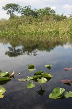 Florida Everglades Stock Photos