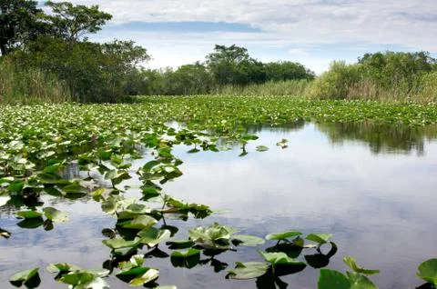 Florida Everglades Stock Photos