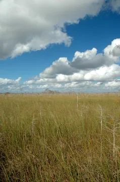 Florida Everglades Stock Photos
