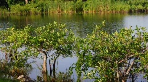 Florida Everglades River 動画素材 477807