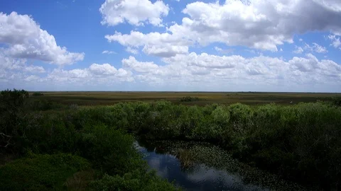 Florida everglades timelapse Stock Footage 88682058