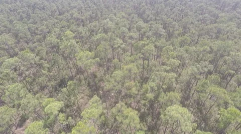 Florida Everglades - Tree line drone aerial 库存影片 50177906