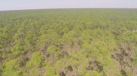 Florida Everglades - Tree line drone aerial 库存影片 50178045