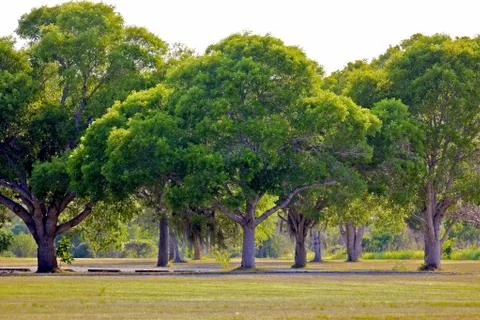 Florida Everglades Trees Stock Photos
