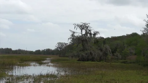 Florida Everglades Version 1 Video stock 129482104