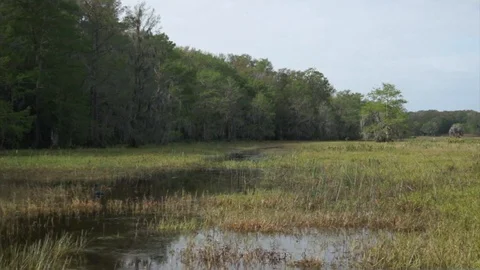 Florida Everglades Version 2 Video stock 129482131