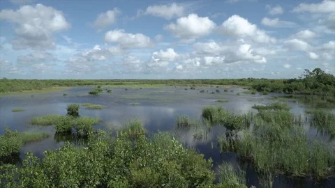 Florida Everglades Wide Angle Time Lapse - Flat LUT. Stock Footage 78574798