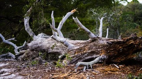 Florida Fallen Tree Stock Photos