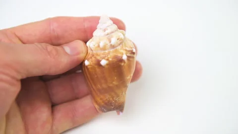 Florida Fighting Conch isolated against white background studio shot Stock Footage 194049667