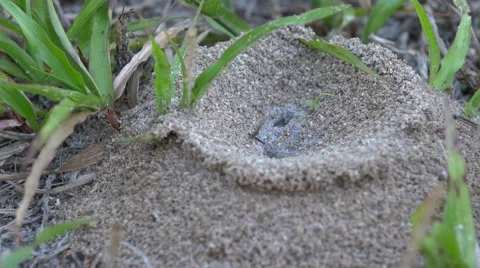 Florida Fire Ant mound in yard, CLOSE, 4K Stock Footage 50144767