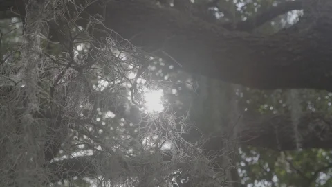 Florida Flares Stock Footage 126301835