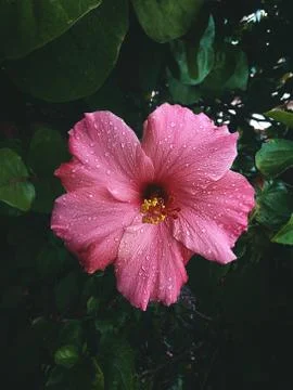 Florida Flower Stock Photos