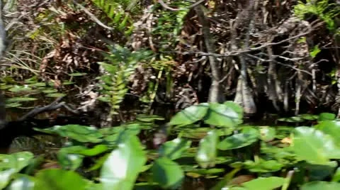 Florida Video stock 21763130