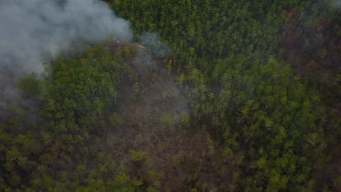 Florida Forest Fire Everglades aerial Flames Video stock 101893604