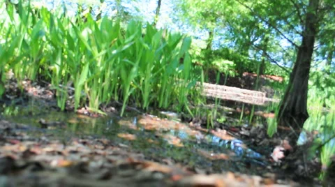 Florida Forrest 動画素材 4434847