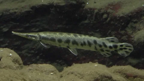 Florida Gar 