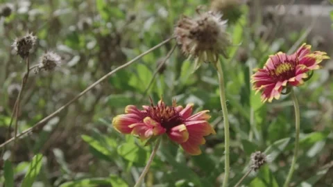 Florida Garden Breeze Stock Footage 202988936