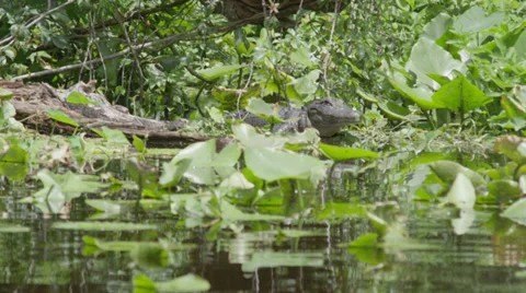 Florida Gator resting on a log Stock Footage 37622145