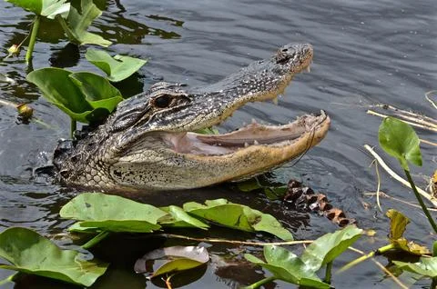 FLORIDA GATOR IN THE WILD Stock Photos