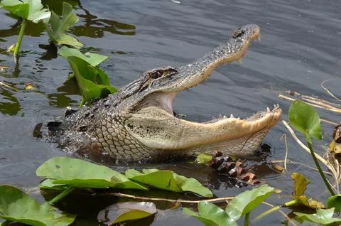 FLORIDA GATOR IN THE WILD Stock Photos