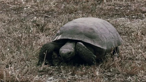 Florida Gopher Tortoise Eating Grass, Front View Stock Footage 70551520