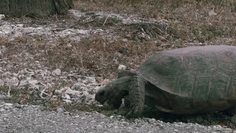 Florida Gopher Tortoise Eating Grass, Side View Stock Footage 70552216