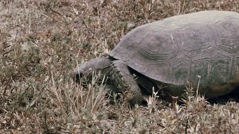 Florida Gopher Tortoise Eating Grass Stock Footage 70772690