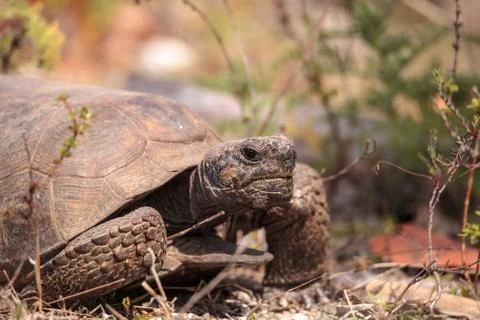 Florida Gopher Tortoise Gopherus polyphemus Stock Photos