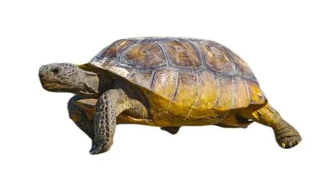Florida gopher tortoise - Gopherus polyphemus - on isolated white background Stock Photos