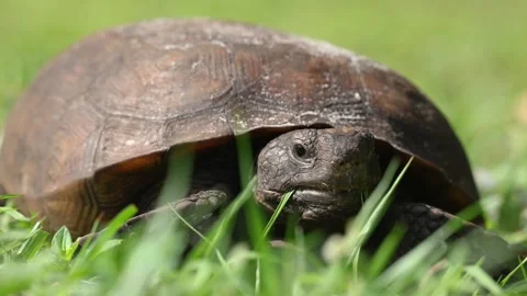 Florida Gopher Tortoise on Grass Recoils Head Into Shell Stock Footage 261737553