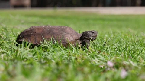 Florida Gopher Tortoise on Grass On a Windy Day Stock Footage 264183784