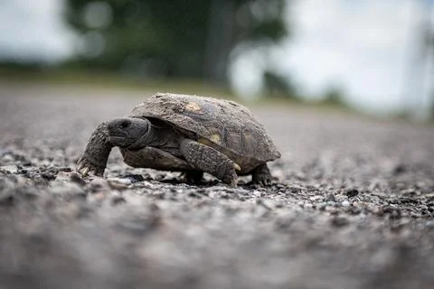 Florida Gopher Tortoise Walking Across Gravel at Highland Scrub Stock Photos
