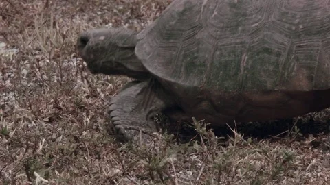 Florida Gopher Tortoise Walking on the Grass Stock Footage 70771238