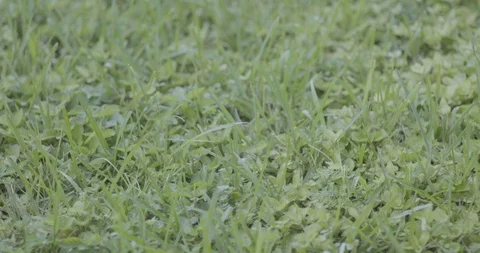 Florida Grass with weeds Video stock 94041857