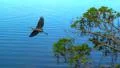 Florida Great Blue Heron Fly By Video HD