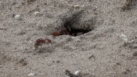 Florida Harvester Ant Hill1 Stock Footage