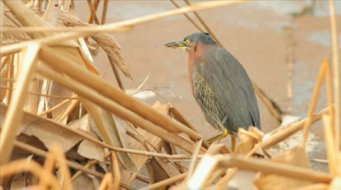 Florida Herons Stock Footage 609802