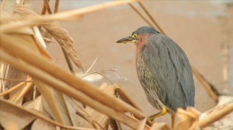 Florida Herons Stock Footage 609811