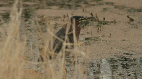 Florida Herons Stock Footage 609814