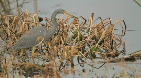 Florida Herons Stock Footage 609817
