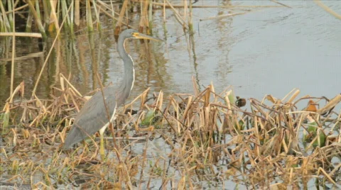 Florida Herons Stock Footage 609825