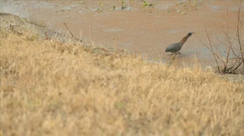 Florida Herons Stock Footage 609838