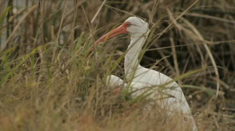 Florida Ibis Stock Footage 609847