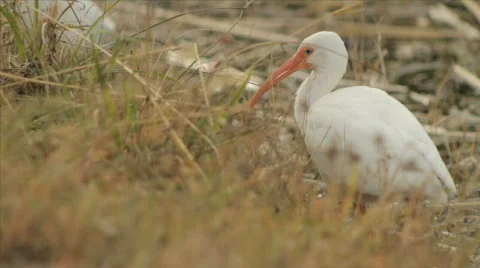 Florida Ibis Stock Footage 609850