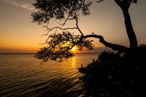 Florida Intercoastal Sunset Tree 스톡 사진