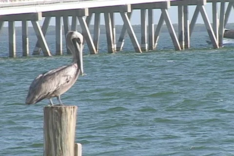 Florida Keys Stock Footage 283892